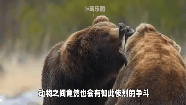 9you娱乐-吉林东北虎意外输给福建五家渡，遭遇三连败的简单介绍
