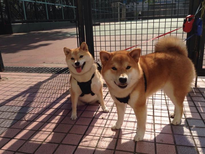 九游体育-玻利维亚逆袭丹麦，节奏大师的胜利，戈麦斯封神之夜