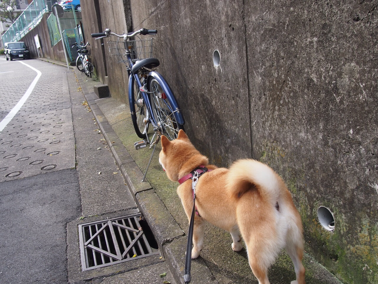 九游APP-双线叙事，广东队的团队锋芒，霍勒迪的个人主宰